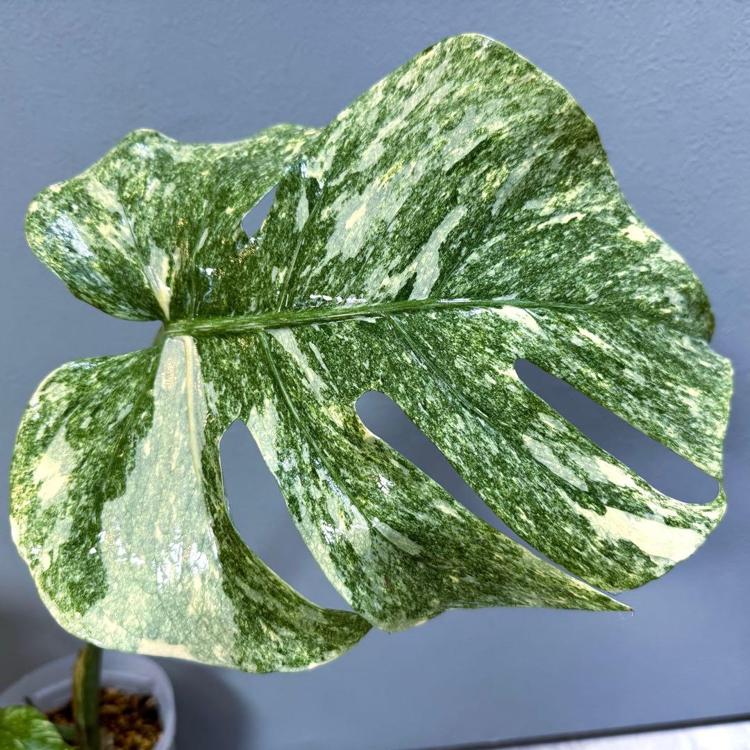 モンステラ デリシオーサ グリーンスノー Green  希少