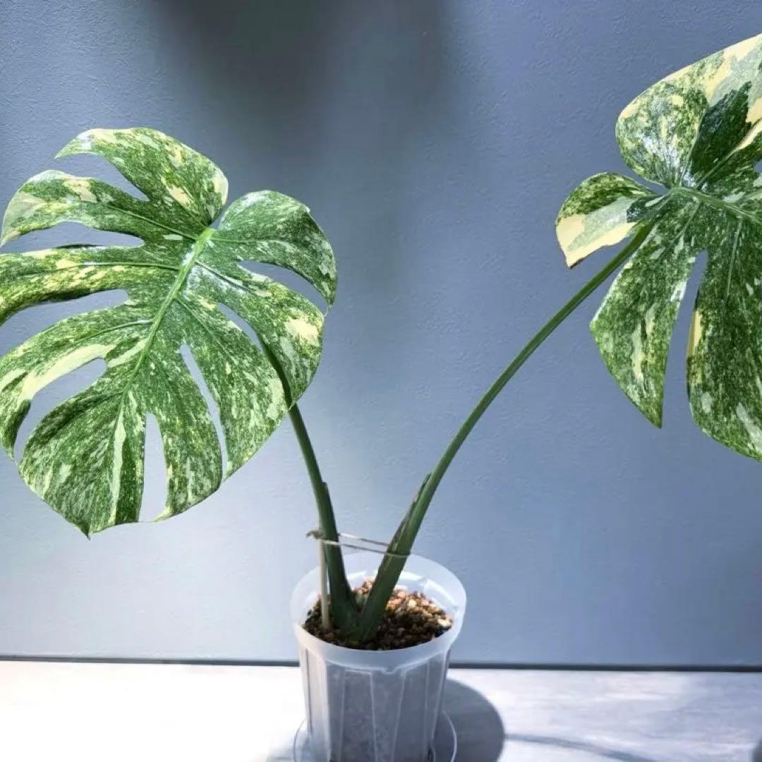 モンステラ デリシオーサ グリーンスノー Green  希少