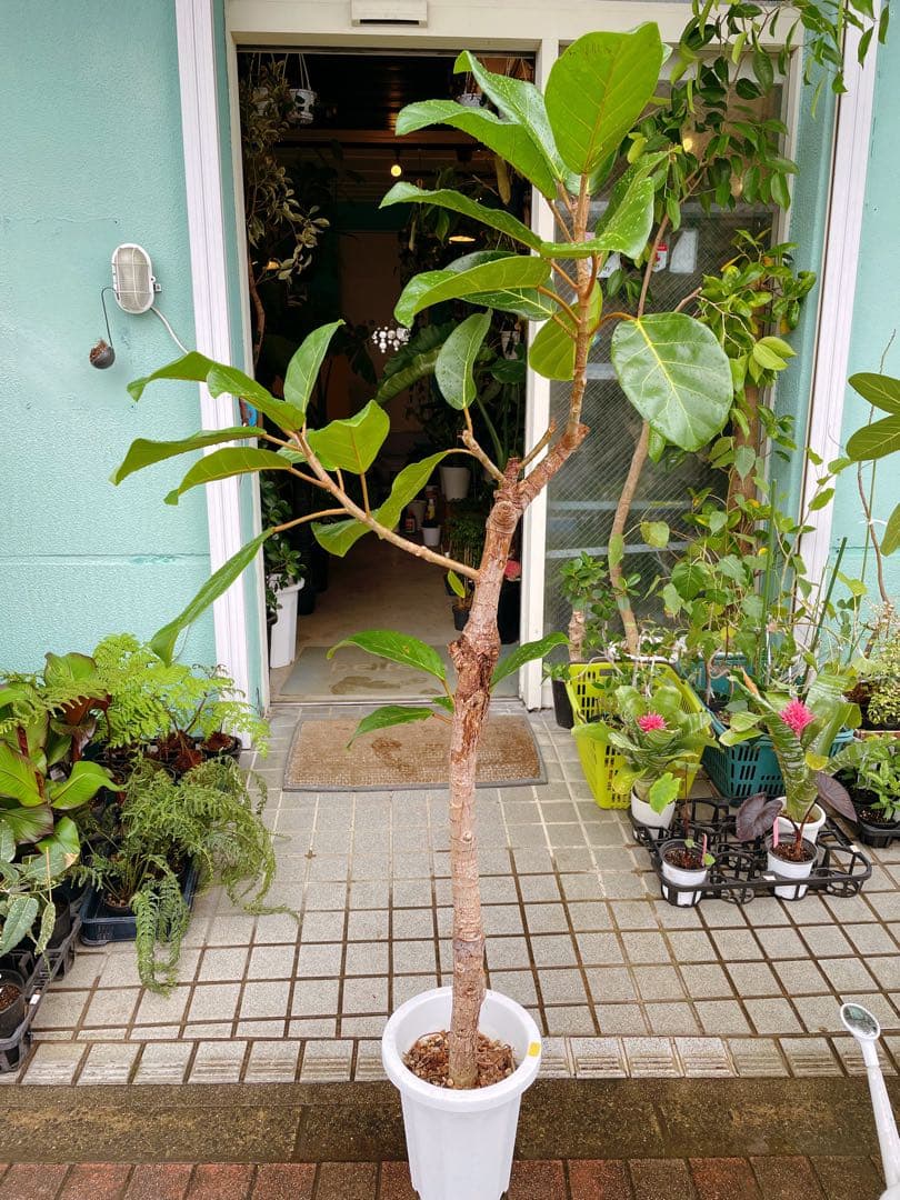 フィカス　アフリカンプリンス　8号　希少サイズ　着払い　引き取り大歓迎