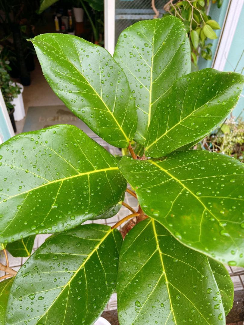 フィカス　アフリカンプリンス　8号　希少サイズ　着払い　引き取り大歓迎