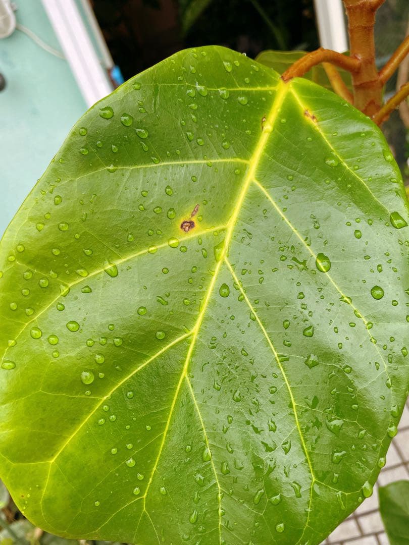 フィカス　アフリカンプリンス　8号　希少サイズ　着払い　引き取り大歓迎