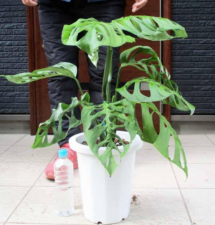 【現品】モンステラ・エスケレート( Monstera esqueleto)８号Ⅰ