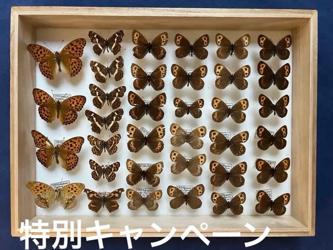 希少蝶の標本 ドイツ木製フレーム付き箱現状品のみ35x26x6cm