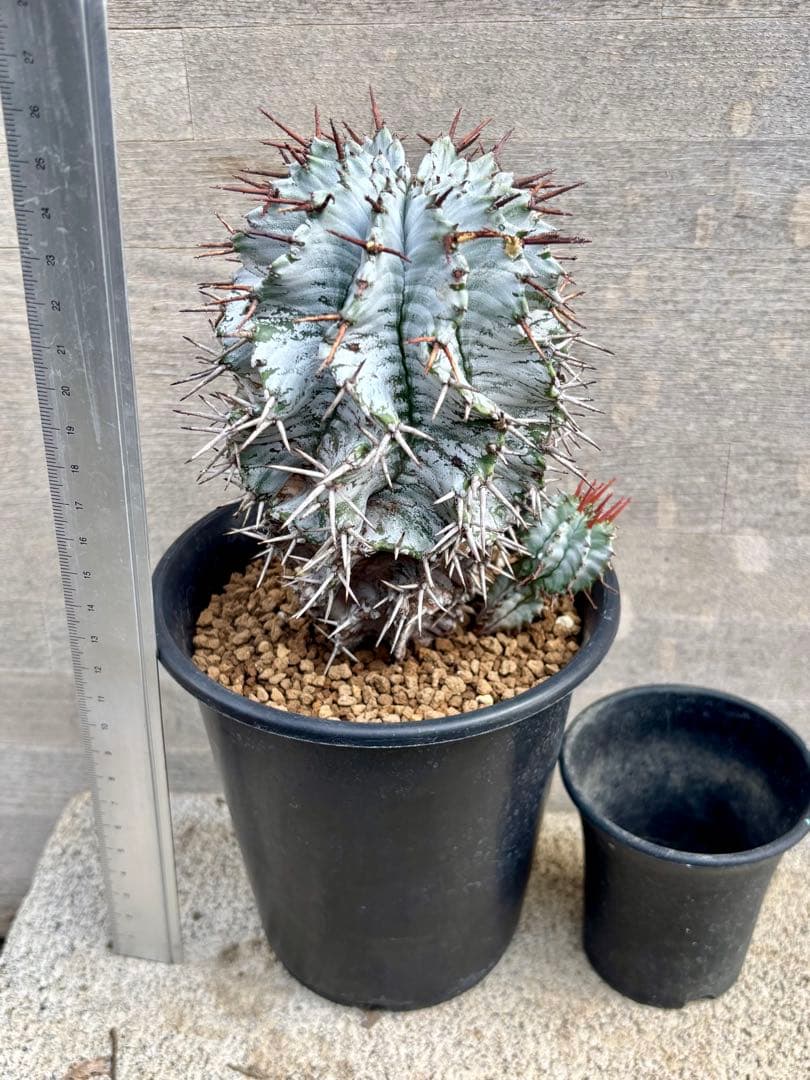 ユーフォルビア ホリダ　白肌　親木