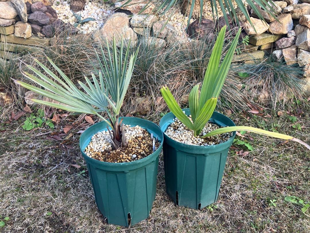 耐寒性　ヤシ　2種セット　ブラヘア　アルマータ　サバル　パルメット