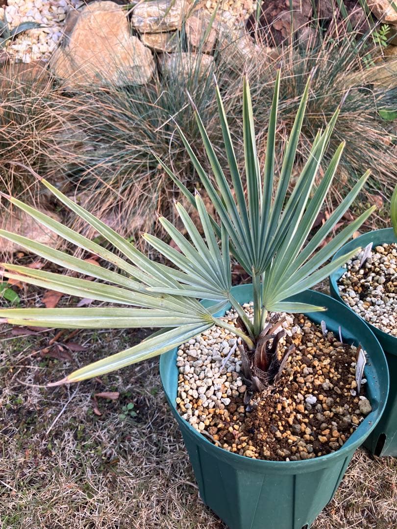 耐寒性　ヤシ　2種セット　ブラヘア　アルマータ　サバル　パルメット