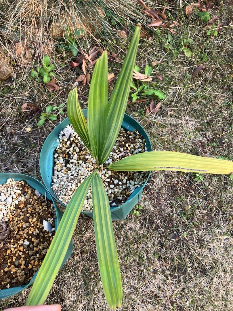 耐寒性　ヤシ　2種セット　ブラヘア　アルマータ　サバル　パルメット