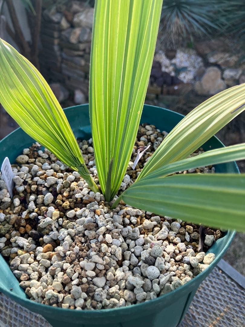 耐寒性　ヤシ　2種セット　ブラヘア　アルマータ　サバル　パルメット