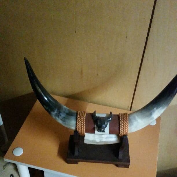 本物の牛のツノ！！