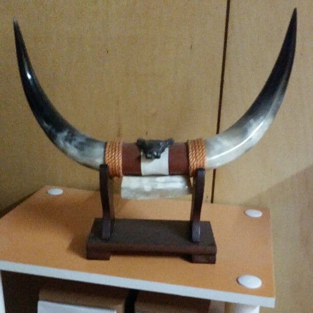 本物の牛のツノ！！