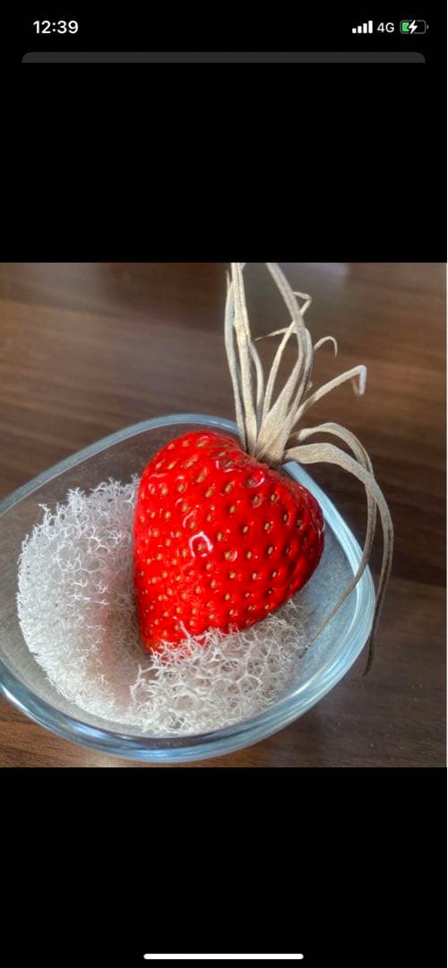 echidna fruit pot エアープランツ　プランター　苺