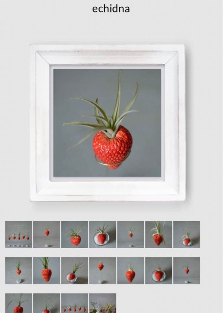 echidna fruit pot エアープランツ　プランター　苺