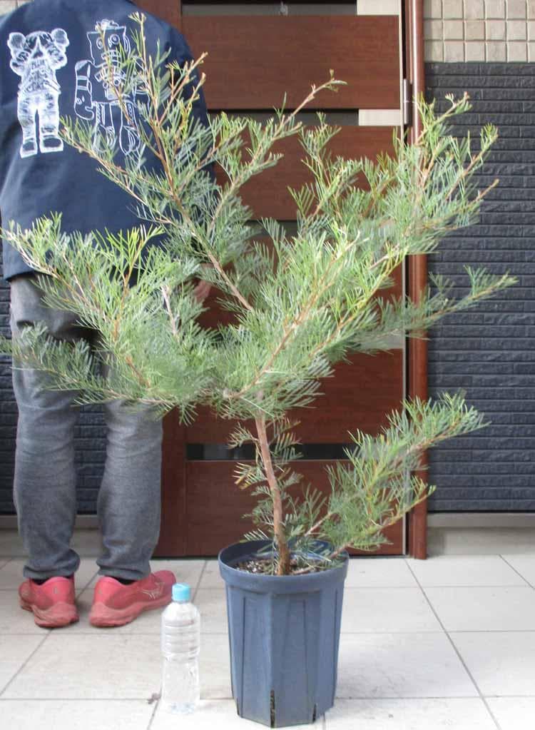 【現品】グレビレア・ラナマリー　グレビリア・ラナマリー　8号　あ７番