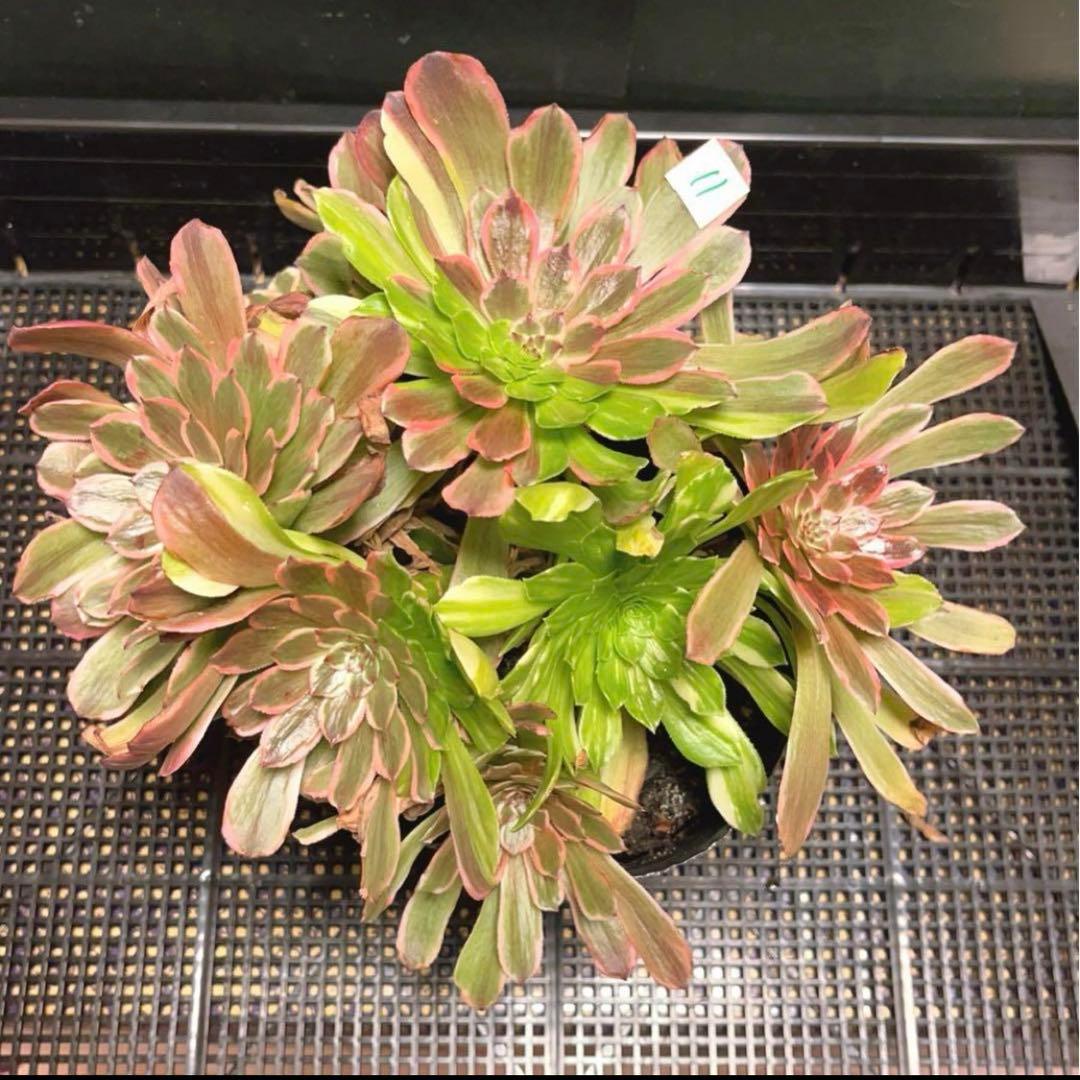 11 #多肉植物アエオニウム錦❤️花顏ピンクディジー❤️9大頭26cm