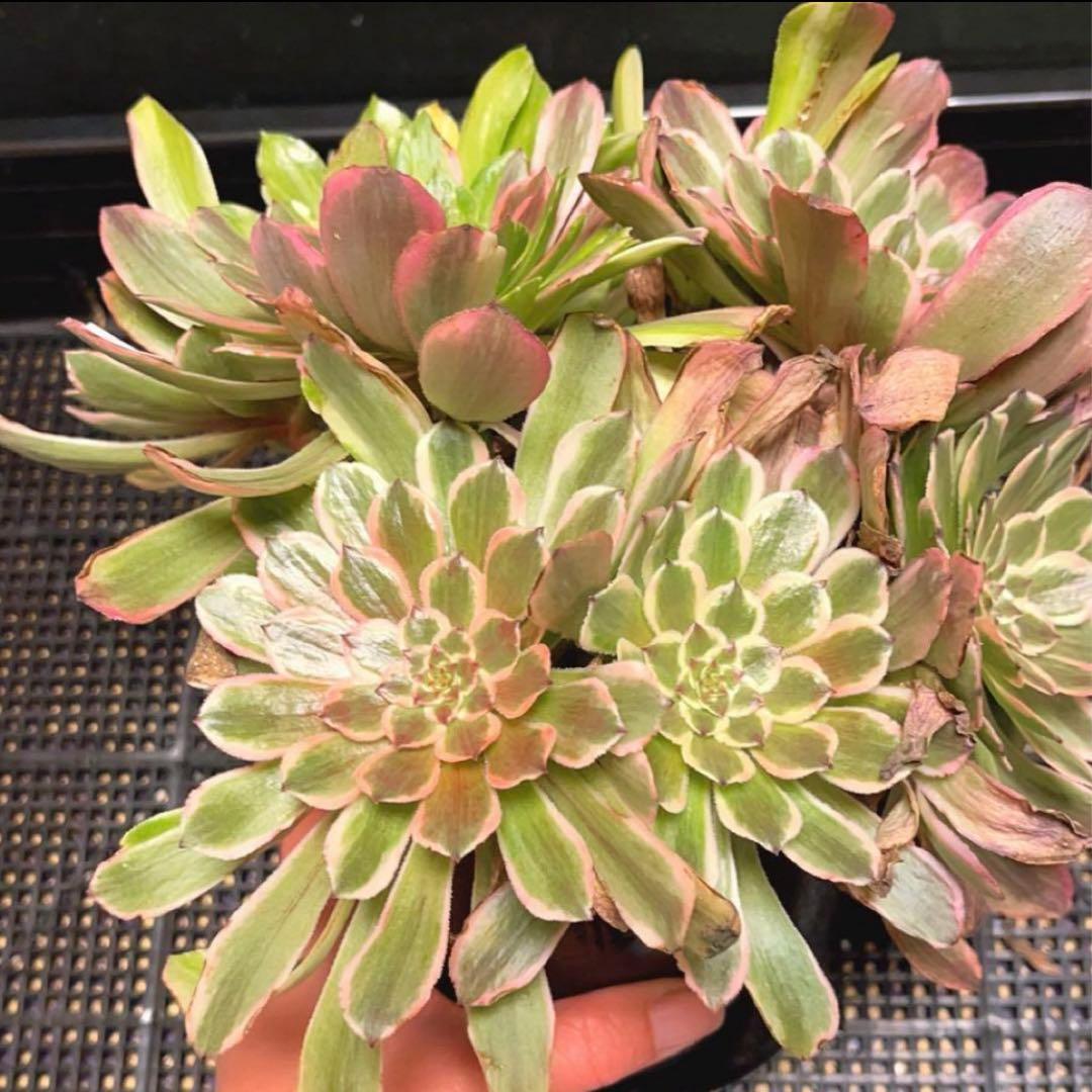 11 #多肉植物アエオニウム錦❤️花顏ピンクディジー❤️9大頭26cm