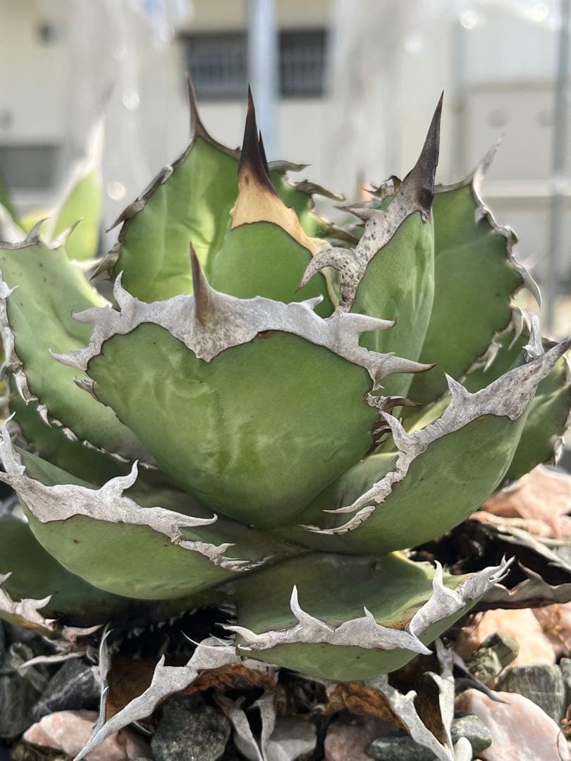 Agave oteroi FO-76 チタノタ ノーネーム
