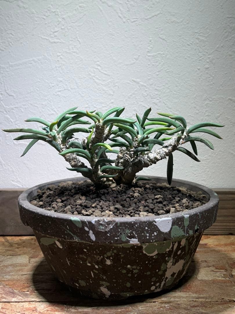 国内実生　長期管理株　ユーフォルビア　キリンドリフォリア　陶器鉢のまま発想　塊根