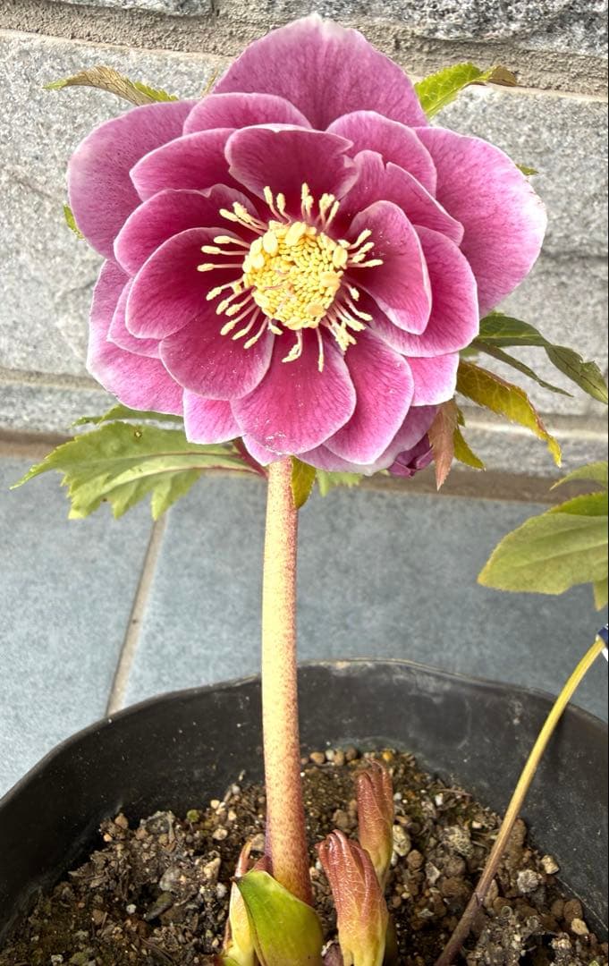 クリスマスローズ　広瀬園芸　レッドホワイトエッジダブル