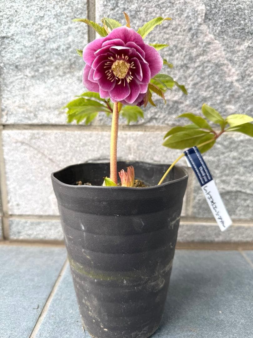 クリスマスローズ　広瀬園芸　レッドホワイトエッジダブル