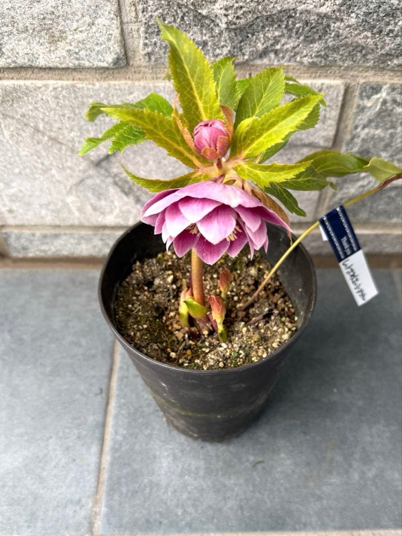 クリスマスローズ　広瀬園芸　レッドホワイトエッジダブル