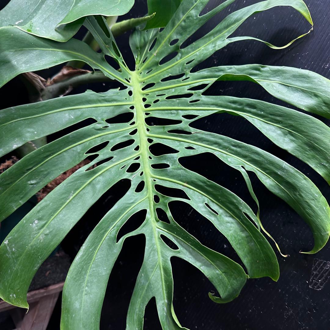 モンステラデリシオーサマクロコズム大型葉希少系統鉢植え高さ80㎝超大株