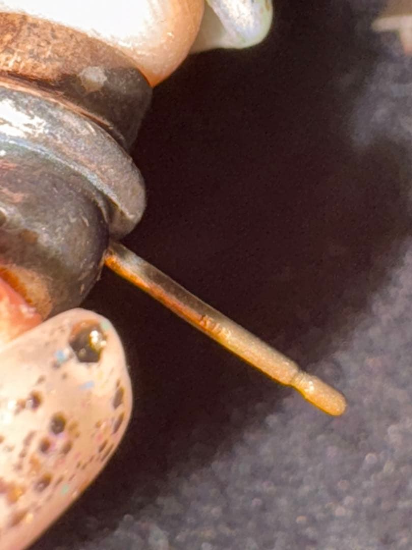 justin davis ジャスティンデイビス マッドハッター ベルピアス