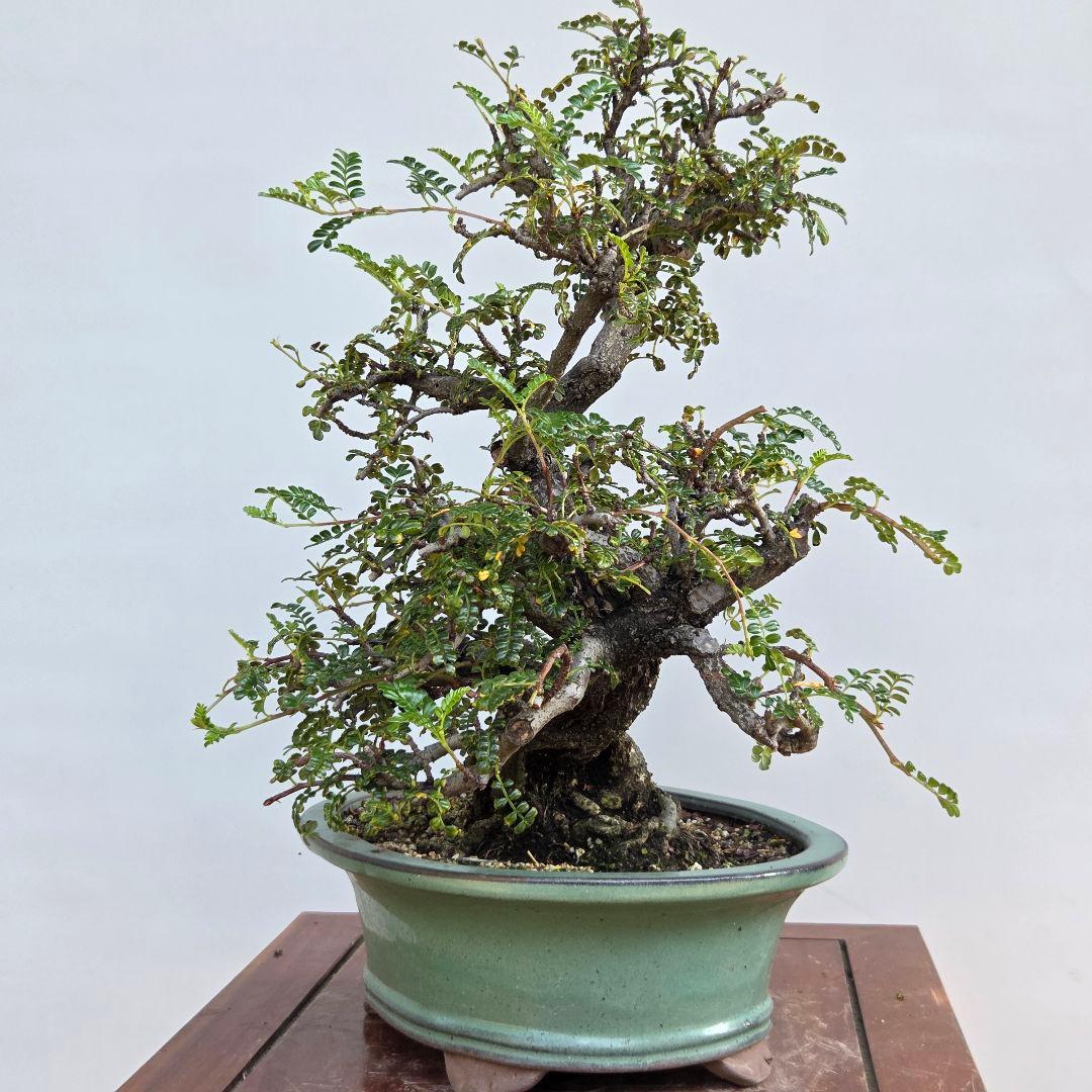 磯山椒　[模様木]　貴風盆栽