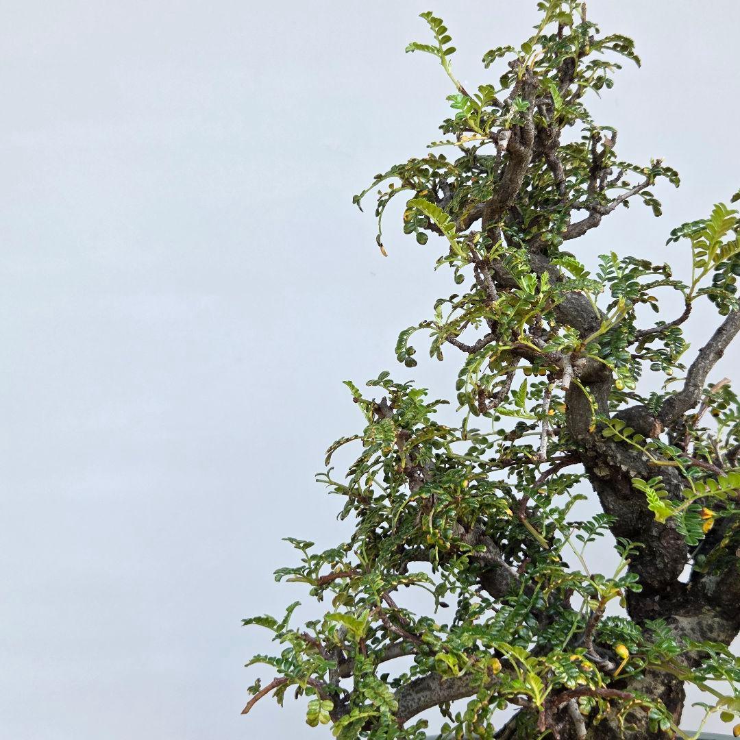 磯山椒　[模様木]　貴風盆栽