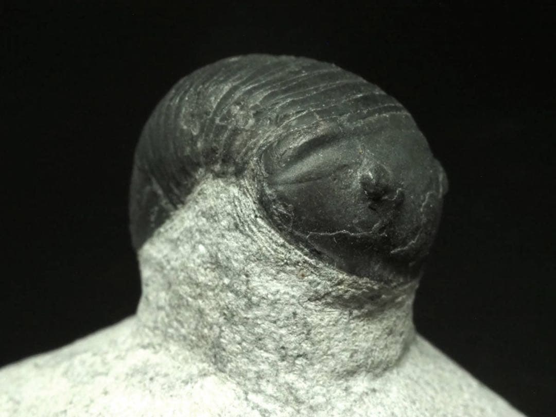 ひろやん　三葉虫Parahomalonotus planus