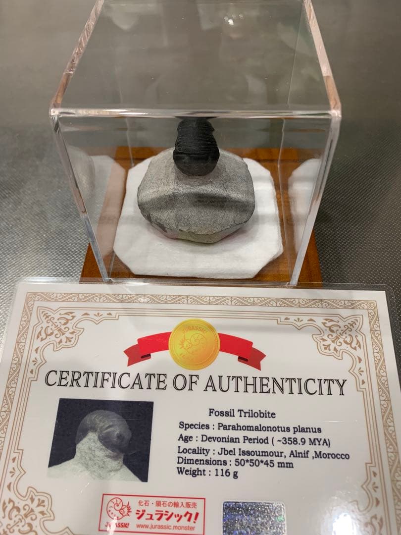 ひろやん　三葉虫Parahomalonotus planus