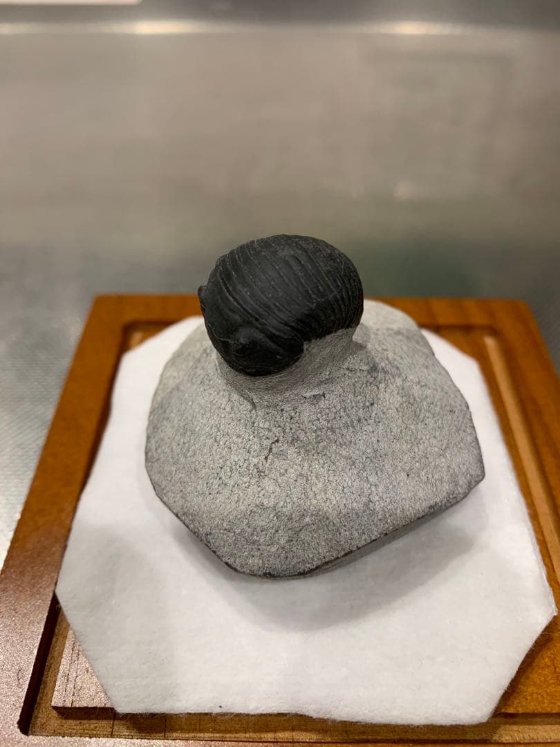 ひろやん　三葉虫Parahomalonotus planus