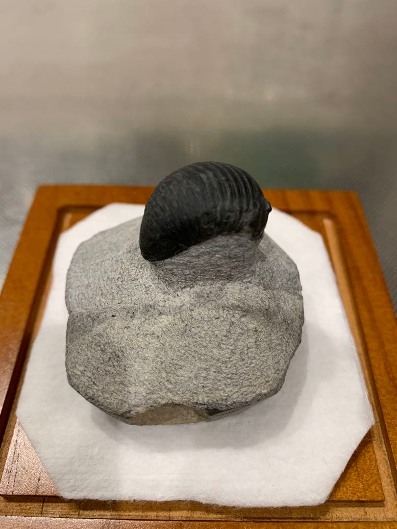 ひろやん　三葉虫Parahomalonotus planus