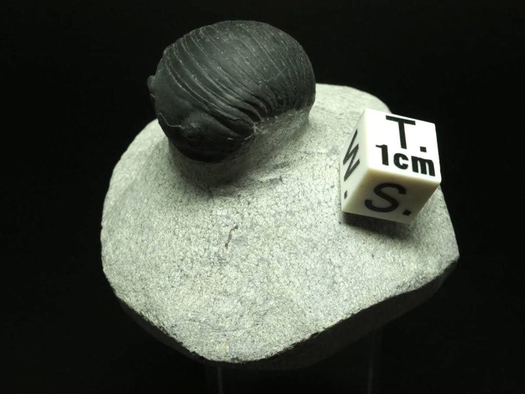 ひろやん　三葉虫Parahomalonotus planus