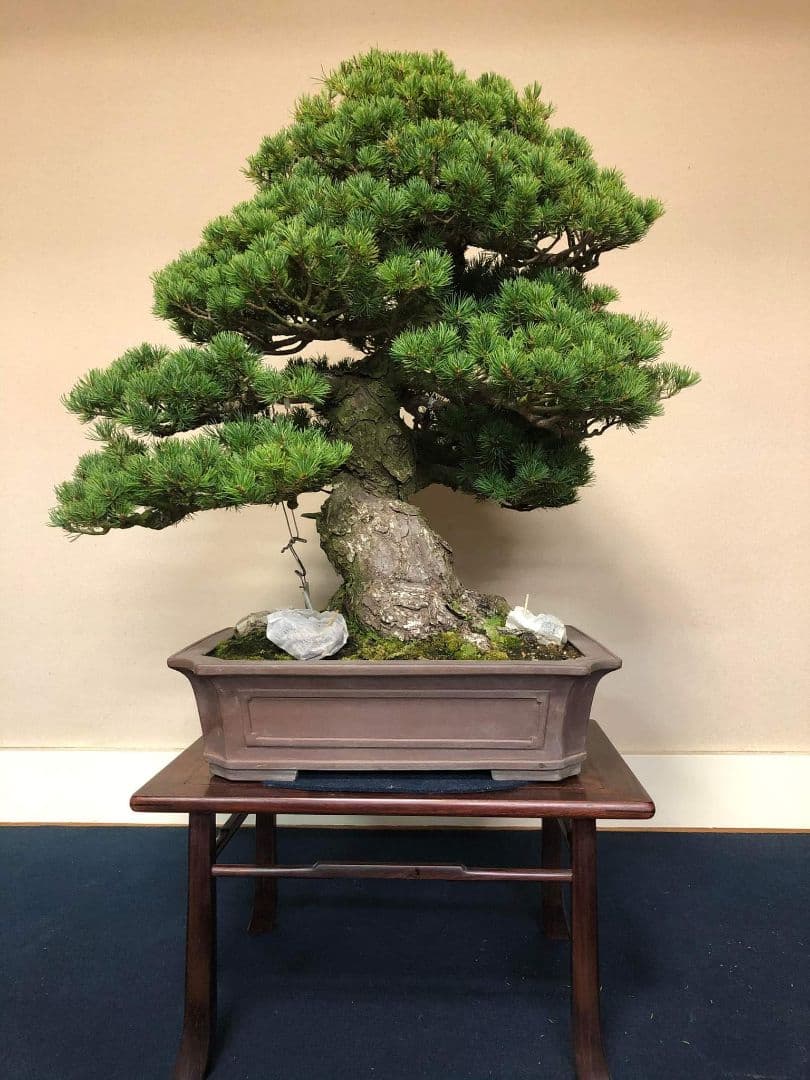 盆栽　１３０年