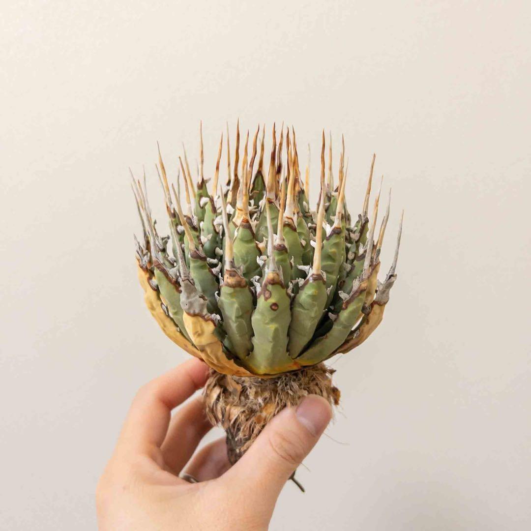 33 ユタエンシス エボリスピナ 現地株 ベアルート 陽炎 アガベ