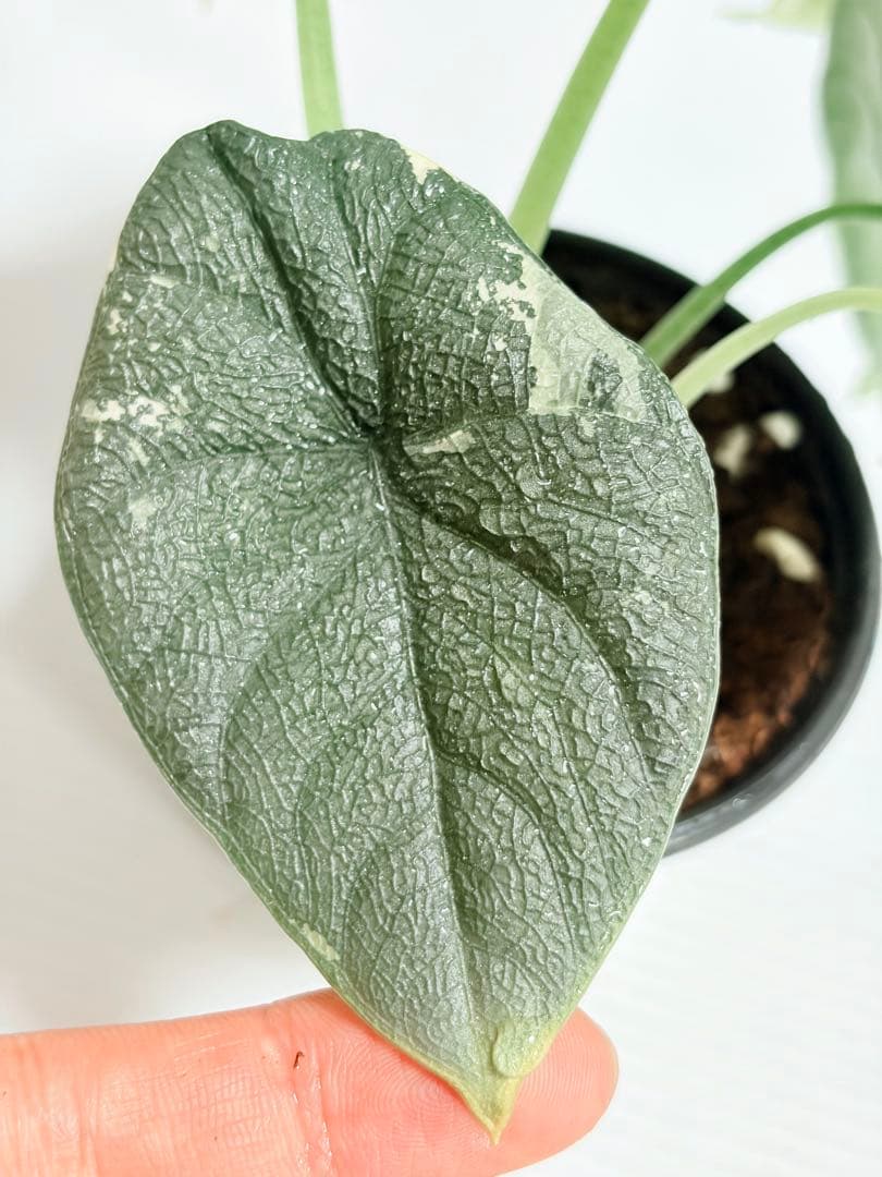 ☆超美斑☆アロカシア メロ アルボ