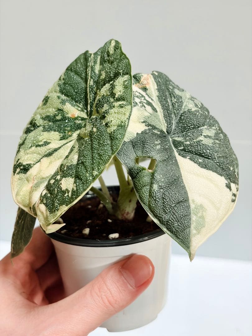 ☆超美斑☆アロカシア メロ アルボ