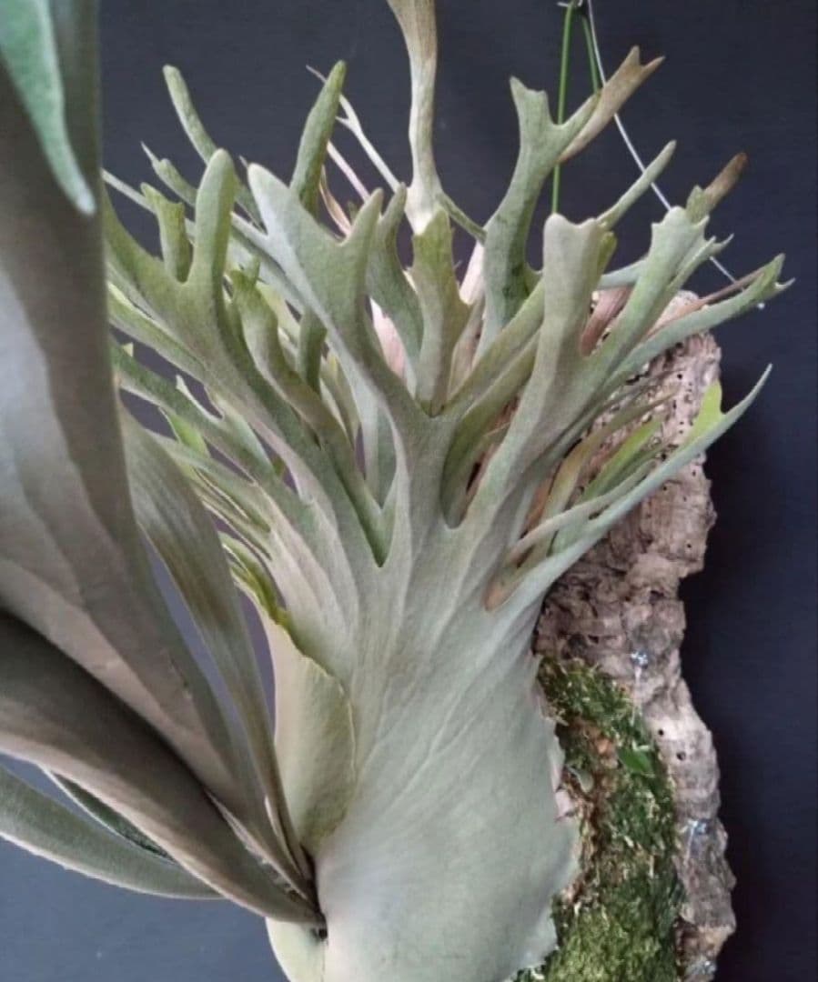 【P. veitchii wild vp＃16】ビカクシダ子株