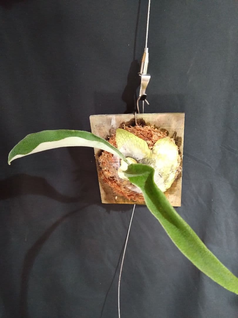 【P. veitchii wild vp＃16】ビカクシダ子株