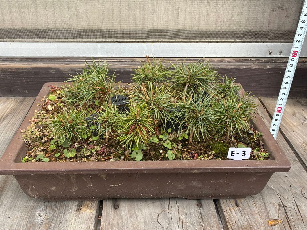 17本セット ★盆栽★ 赤石五葉松　 E-3 ★愛媛県より発送★