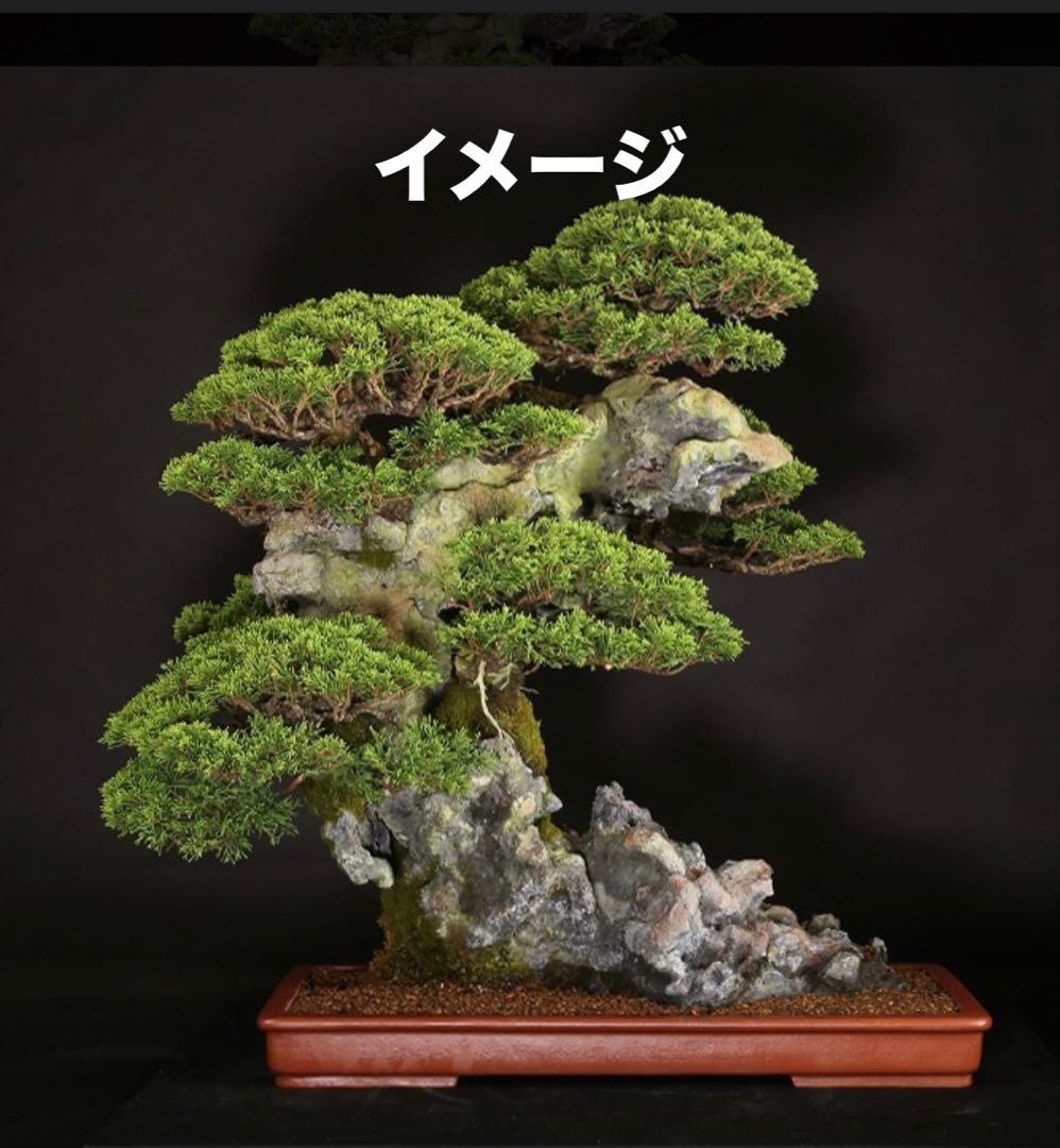 【大阪北部引き取り限定】 真柏　盆栽　石付き