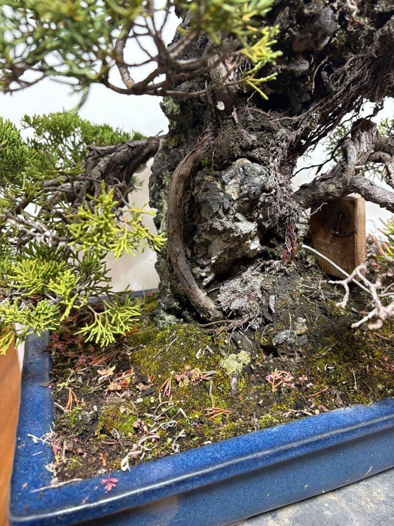 【大阪北部引き取り限定】 真柏　盆栽　石付き