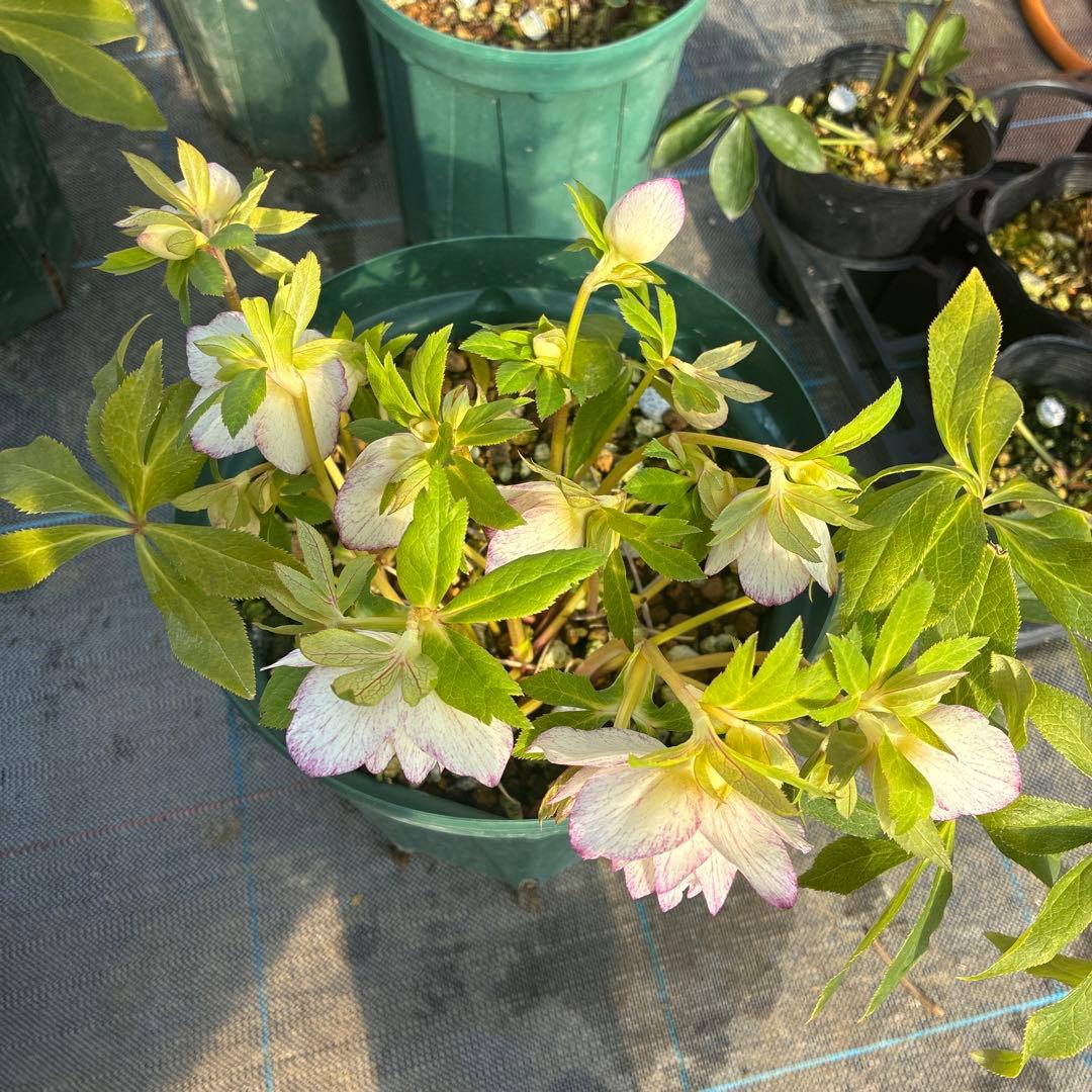 クリスマスローズ　ピコティ　オーレア　１２本立ち　８寸