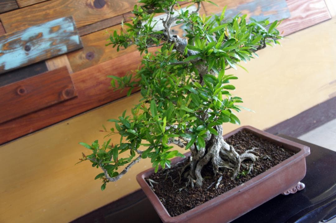 盆栽 『ザクロ』 和風 インテリア 観葉植物 園芸 オブジェ 送料無料 b136