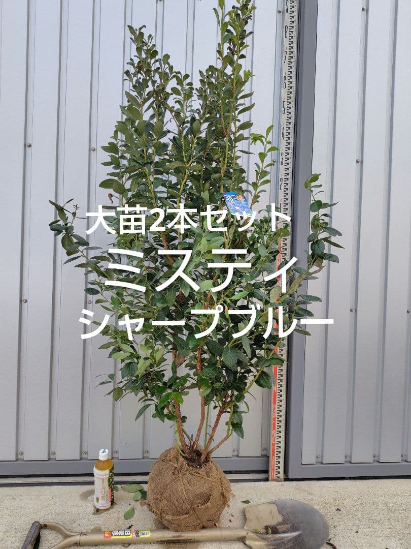 ブルーベリー苗ミスティ＆シャープブルー大苗2本セット