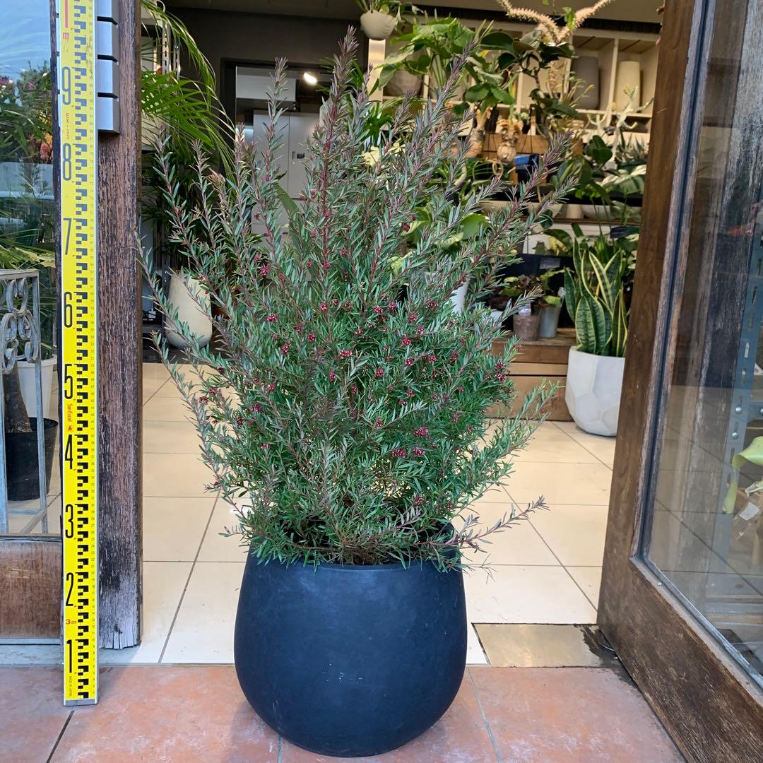 グレビレア ジョンエバンス ファイバー鉢