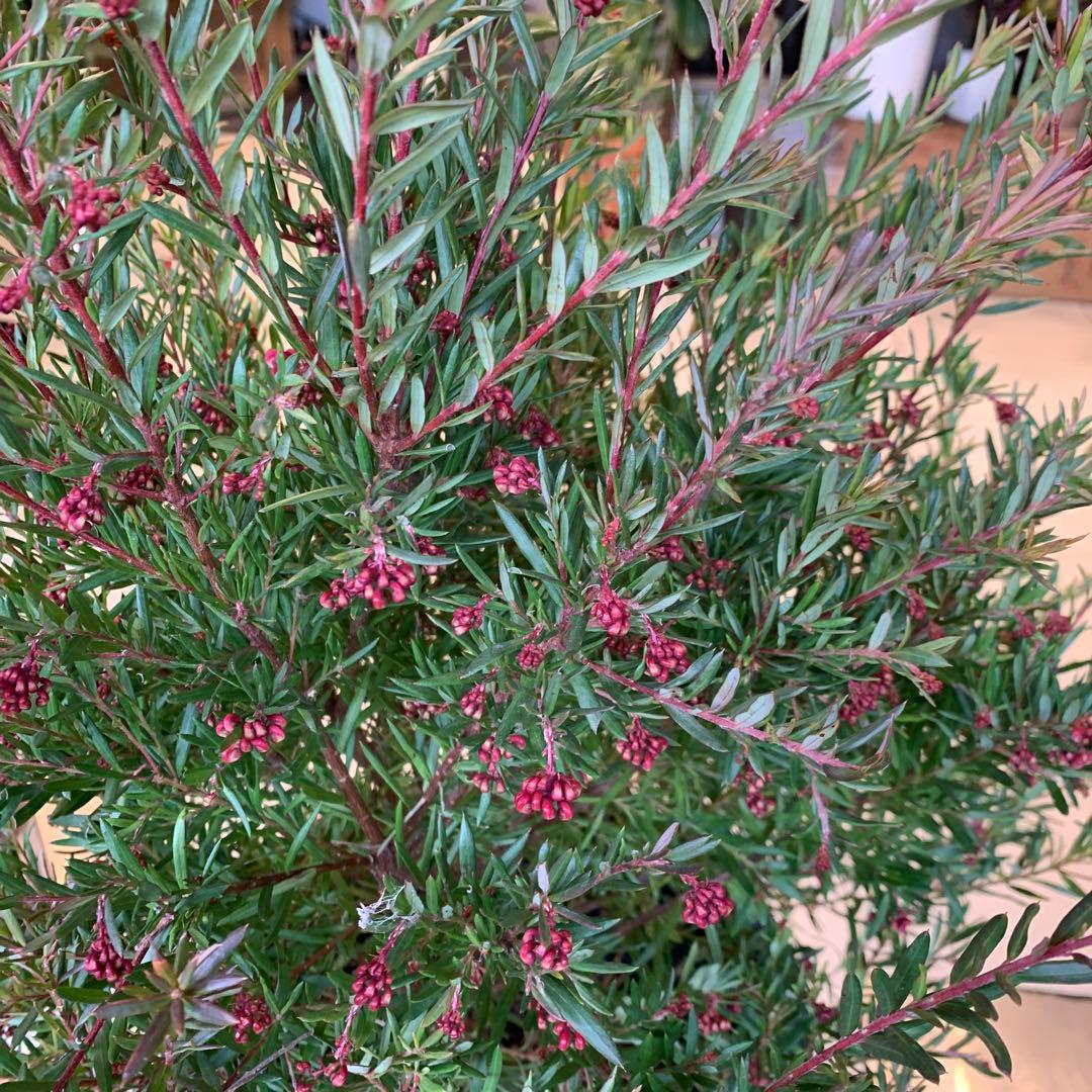 グレビレア ジョンエバンス ファイバー鉢