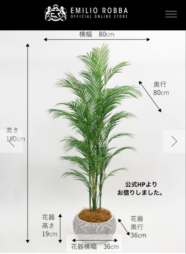 【港区にて直接お渡しも可能】　エミリオ　ロバ　パーム　グリーン