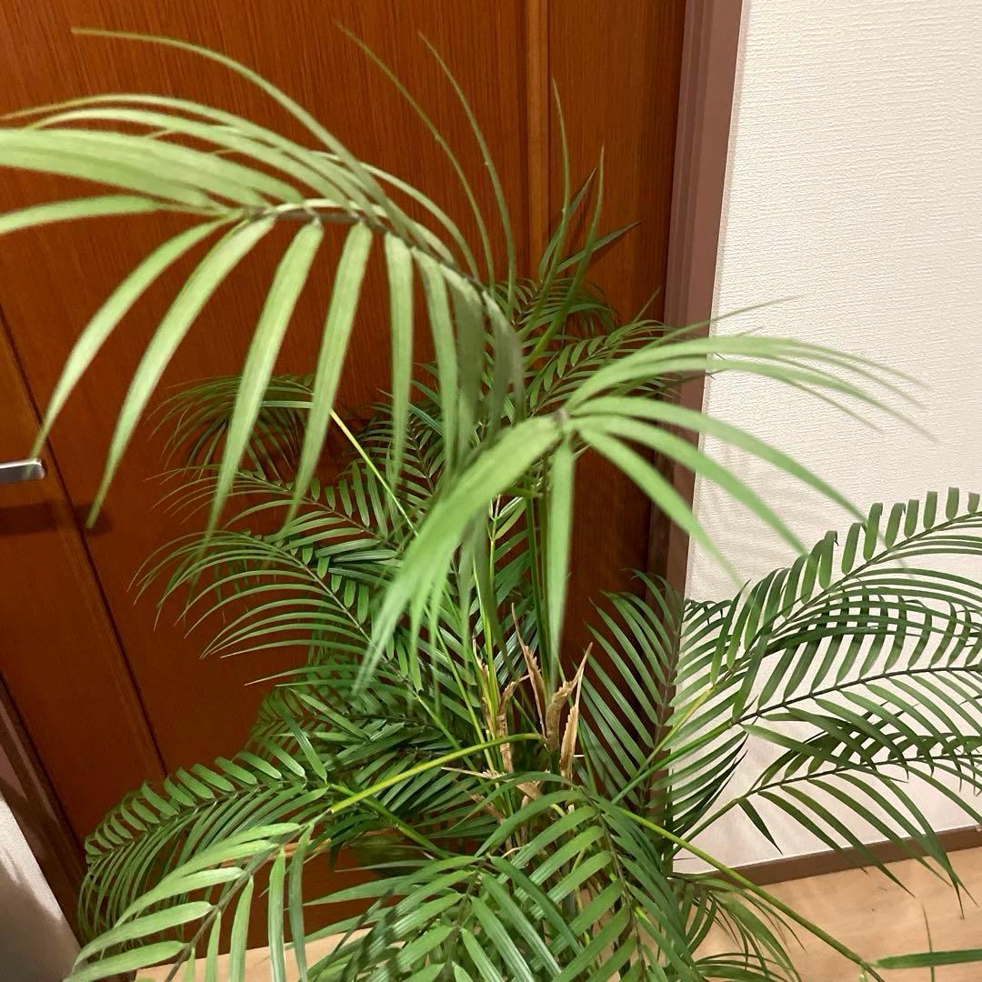 【港区にて直接お渡しも可能】　エミリオ　ロバ　パーム　グリーン