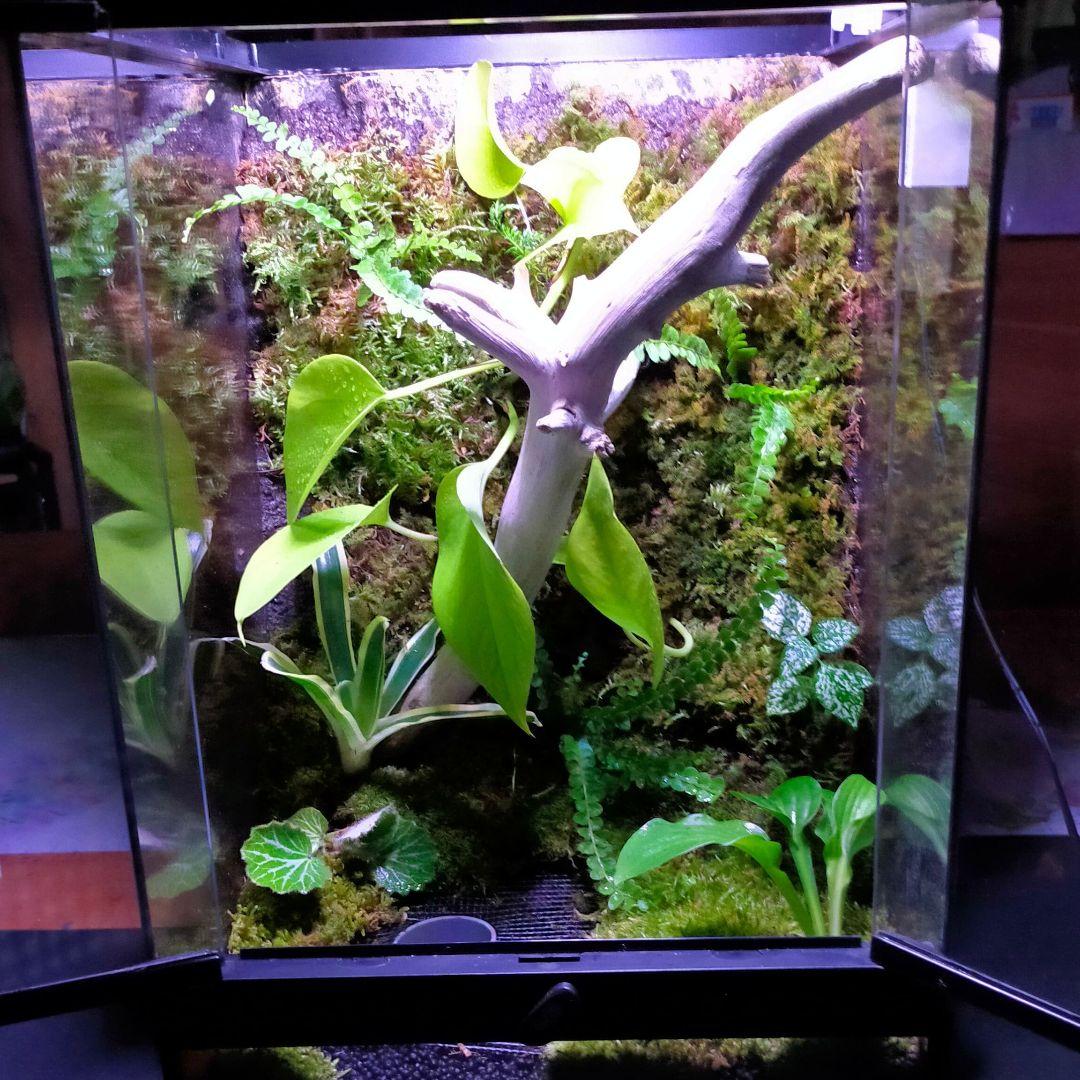 隠れ家付き！苔テラリウム、生体飼育ケージ